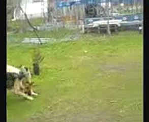 German Wolf Dog K9 vs.Kurdish Kangal