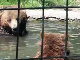 Ursos Grizzly no Calgary Zoo