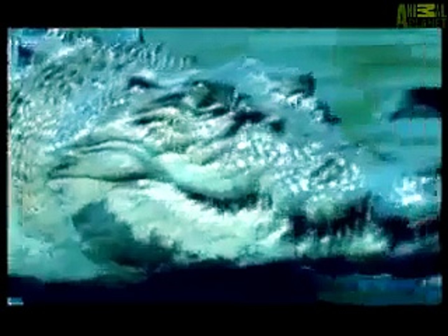 Saltwater Crocodile Vs Great White Shark Animal Face Off