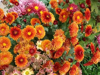 IIT Guwahati Flowers beauty