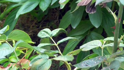 LES PIAFS DE BERTILLE - PANASONIC V550 zoom 50