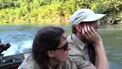 Gorilla Reunion- Damian Aspinall's Extraordinary Gorilla Encounter on Gorilla School