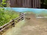 Cute Ducklings in Water Ride (Hansa-Park)