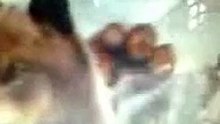 Go pro;Wolf attack Human,Wolfman vs vampire,Wolf animal legend HD