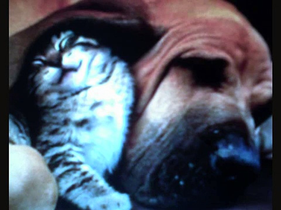 miaow