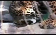 Jaguar vs Crocodile , Animal Attack Jaguar vs Crocodile , Documentary