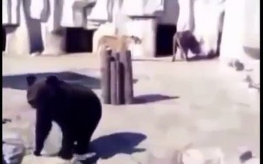 Lion vs Bear , Lion Attack Bear Documentary