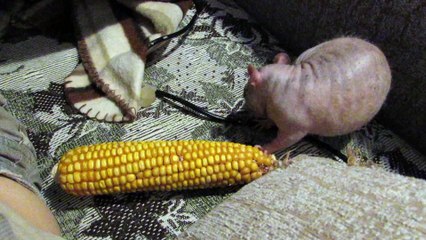 Олимпийские бои без правил-4