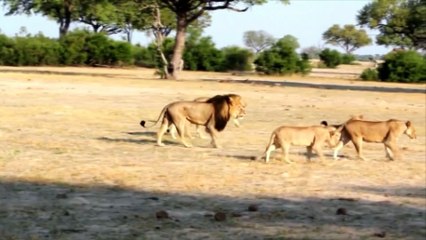 Cecil, le lion le plus célèbre du Zimbabwe, abattu par un dentiste américain