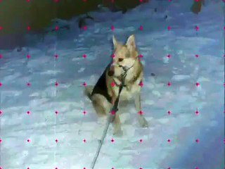 Dampar me Rex o CIndy xD