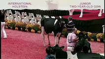 International Holstein Show - Junior Two-Year-Old Cow (must have freshened)