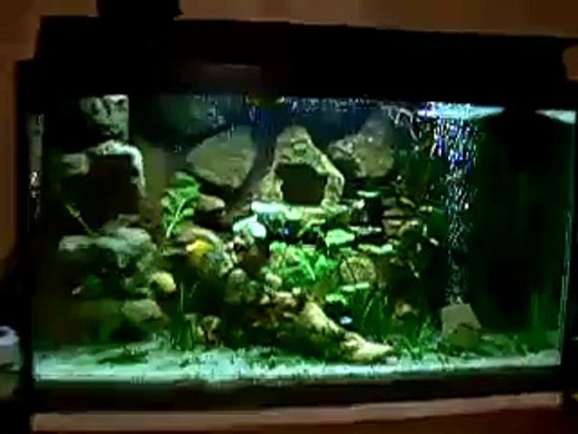 Hồ cá nước ngọt tự làm 54 L với hình nền Aquarium 3D: Bạn muốn tạo ra một hồ cá nước ngọt đẹp mắt và yên tĩnh trong nhà mình? Hãy tìm hiểu hồ cá nước ngọt tự làm 54 L với hình nền aquarium 3D và khám phá một thế giới tuyệt vời của những chú cá trong căn phòng của bạn lúc nào cũng có sự yên tĩnh và thư giãn.