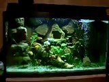 54 L diy freshwater aquarium with 3d aquarium background