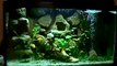 54 L diy freshwater aquarium with 3d aquarium background