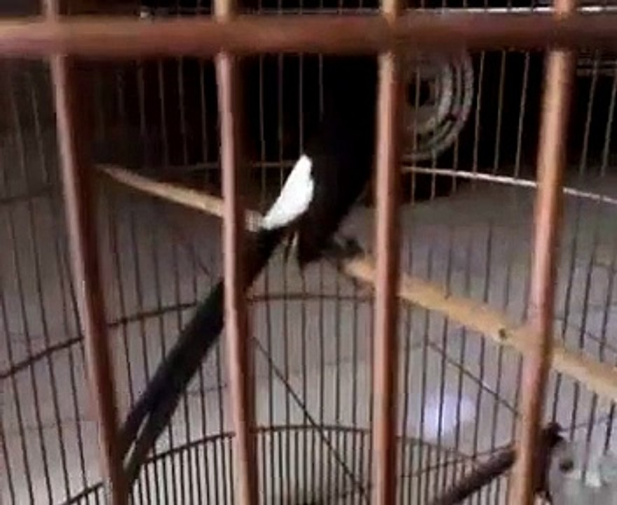 burung muray batu