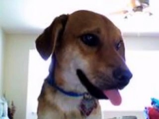 Kat - ALL my wonderful adorable animals - 4 Dogs 2 cats - Song: "One Step Closer" by Shane Harper