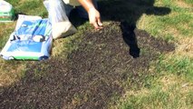 Lawn Care : How to Plant a Lawn With Seed