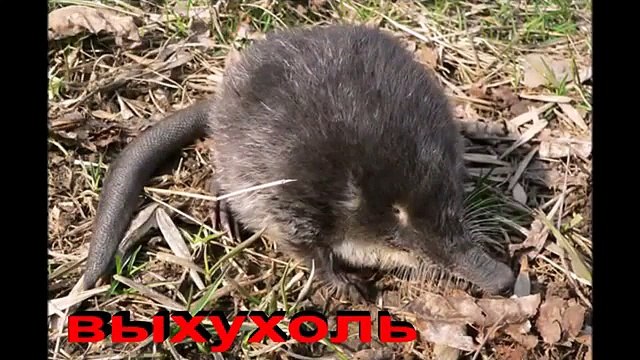 Самые странные животные мира strange animals СТРАННЫЕ ЖИВОТНЫЕ