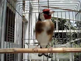 Le Chardonneret d'Algérie