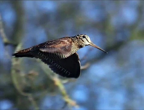 Bécasse des bois en vol