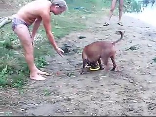 Ныряющие питы ( со стоп кадрами ) /Diving Pitt Bull with stop frames./