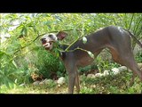 Florence - Piccolo levriero italiano - Italian Greyhound