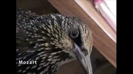 Rescued Starling Learns To Whistle Mozart and Dixie, Poppy the Super-starling!