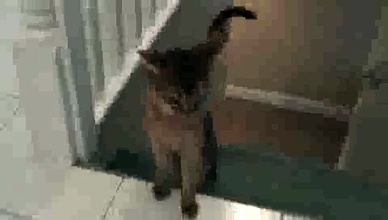 Aby Kitten Fetching a Marble UP and DOWN Stairs!!
