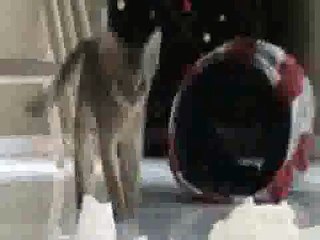 Aby Kittens Playing with Toilet Paper(ipad)