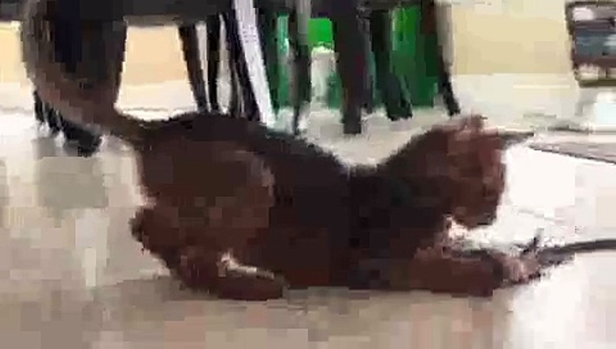 Abyssinian Kitten Fun!(ipad)