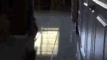 Cat Playing Fetch(ipad)