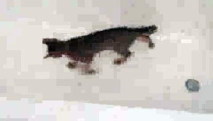 CRAZY Kitty - Marble in Bathtub(ipad)