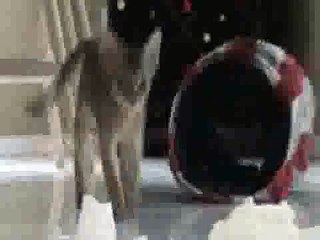 Aby Kittens Playing with Toilet Paper(ipad)