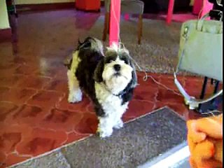 Chico Howls!
