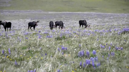 Big Horn Mountains Wyoming June 2012