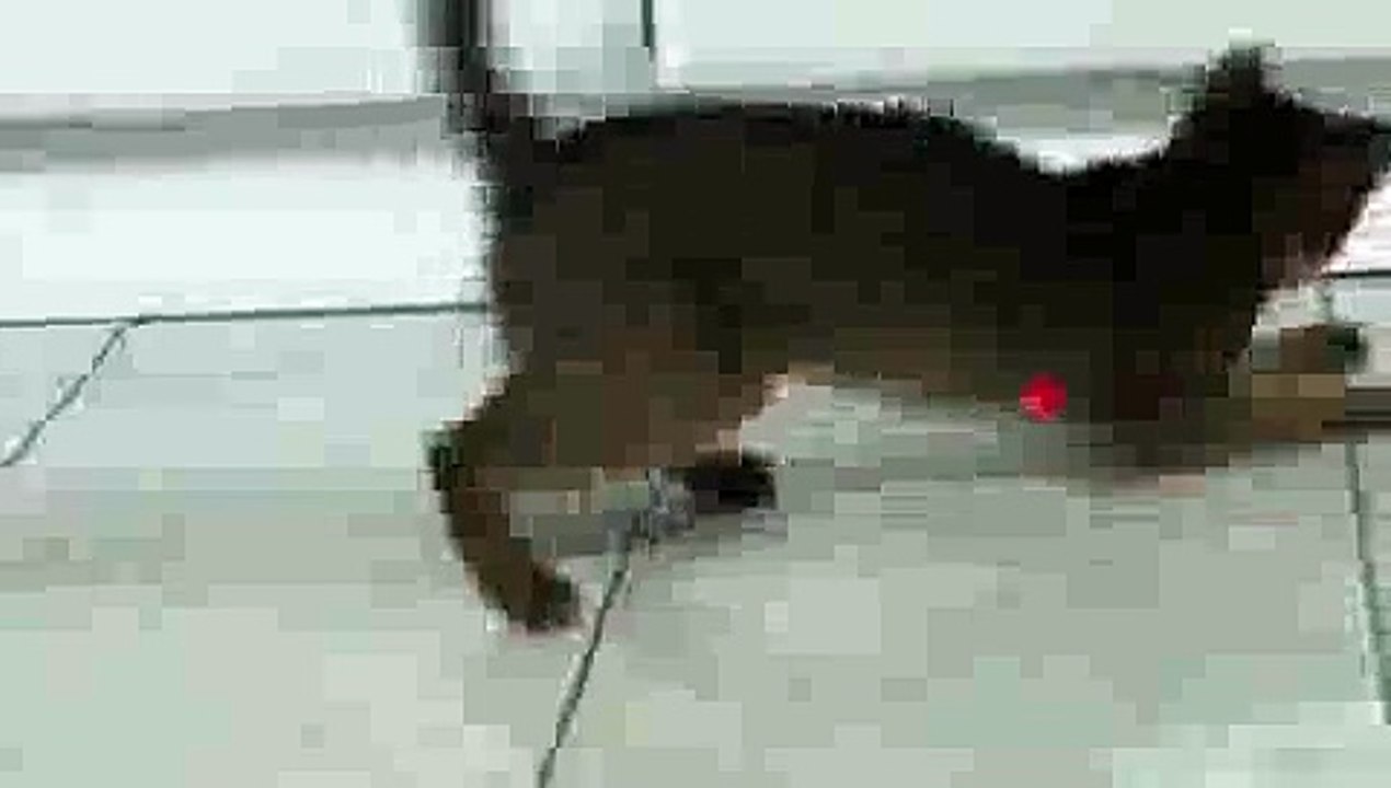 Cat plays with Laser Pointer
