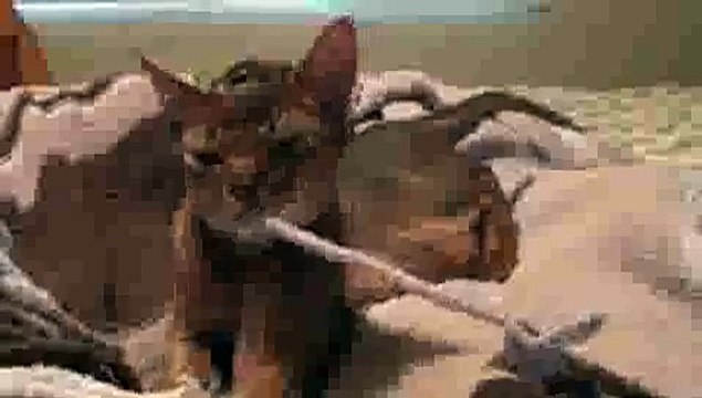 Cat Sucking on SOOTHER!