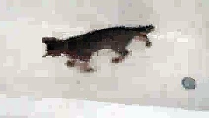 CRAZY Kitty - Marble in Bathtub(ipad)