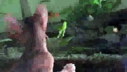 Fish Tease Kitten - Kitten FAIL!