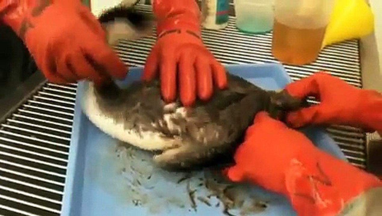 washing oiled seabirds