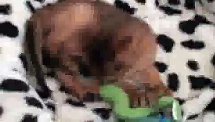 Kitten... Snake Fight!(ipad)