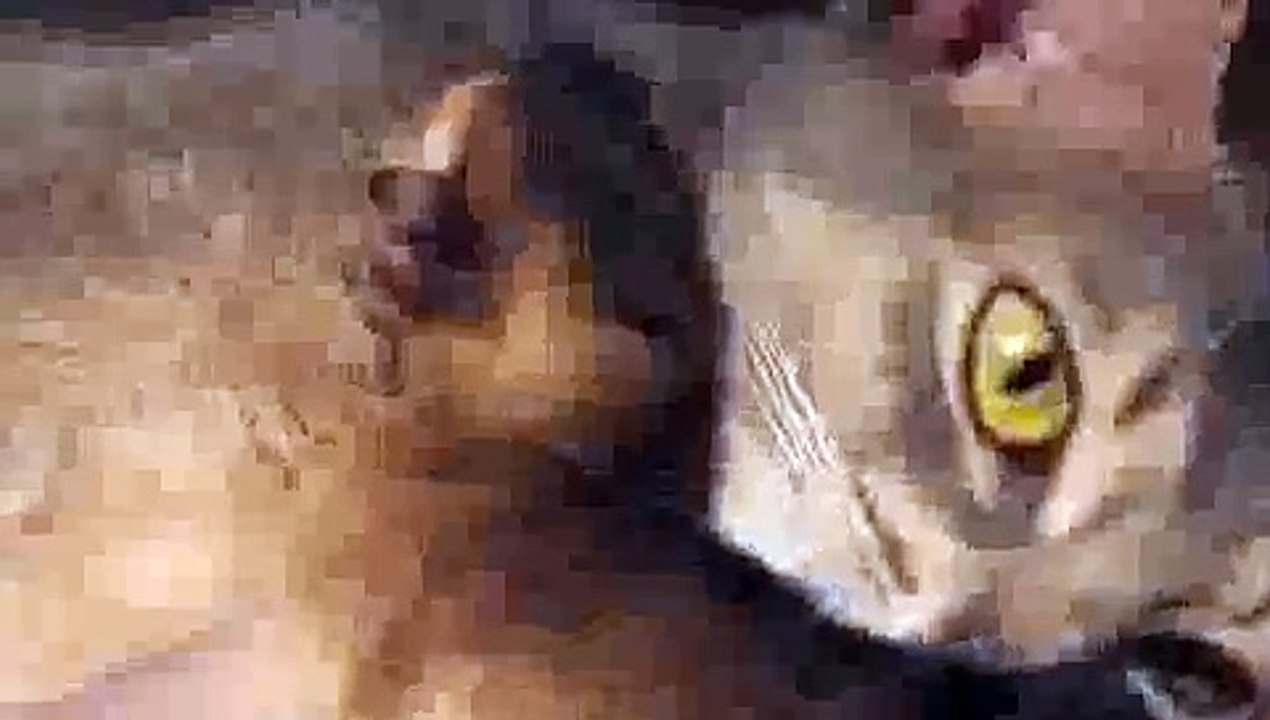 Newborn Aby Kitten Bonding with Mom Cat