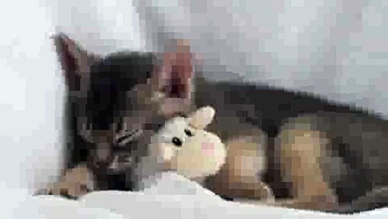 Sleepy Kitten... Head Bobs