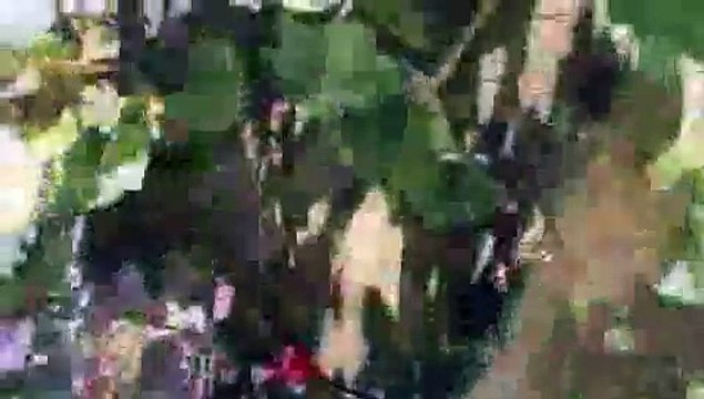 Stuffed Tiger _Comes to Life_ and Plays with Kittens - Hilarious!! Kittens think he's REAL!