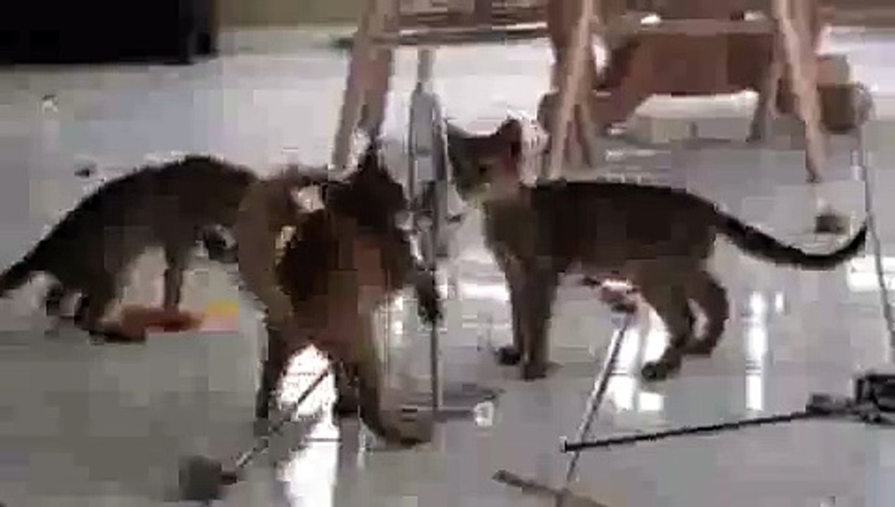 Kitten Mirror Stomp