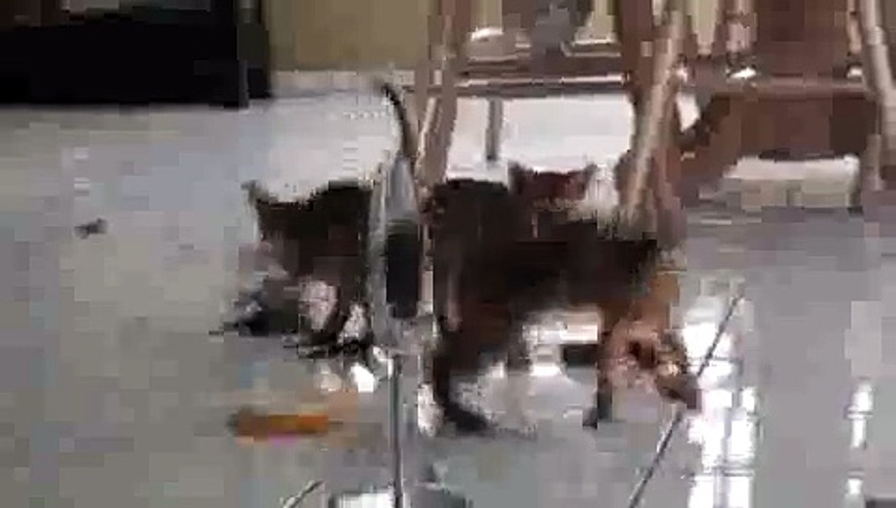 Kitty vs. Mirror