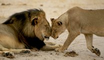 Famous Lion Cecil Gets Killed By American Hunter | What's Trending Now