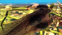 La grenouille rousse (Rana temporaria), la sortie des eaux (métamorphose)