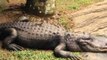 Lizard Hitches a Ride on a Croc