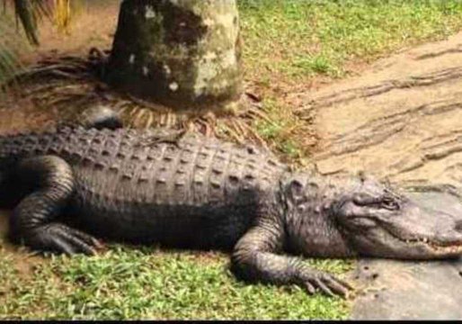 Lizard Hitches a Ride on a Croc